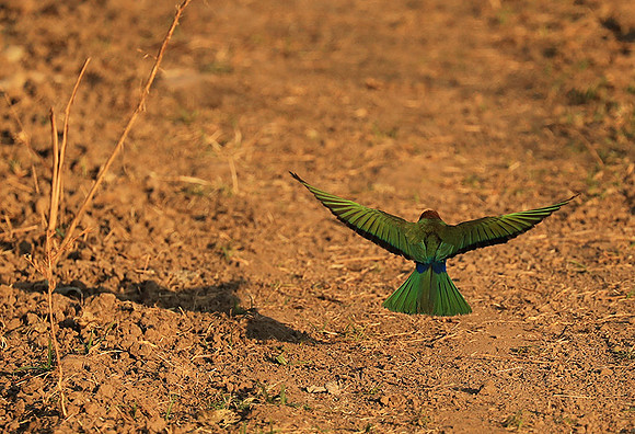 Whire-fronted bee eater - South Luangwa