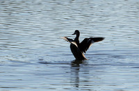 Cape teals - Hwange NP