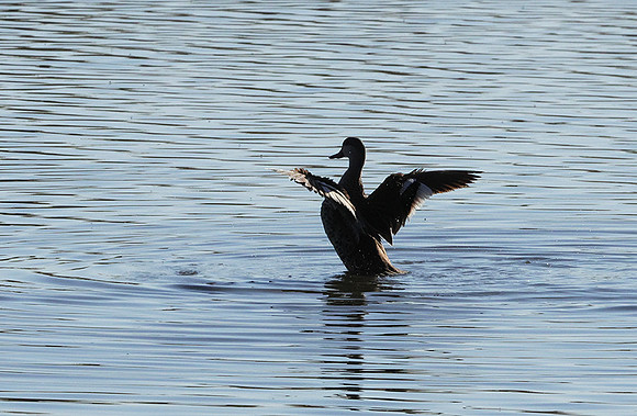 Cape teals - Hwange NP