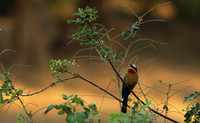 White-fronted bee-eater - Lower Zambezi