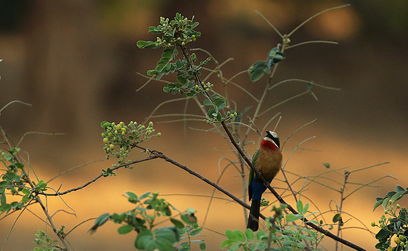 White-fronted bee-eater - Lower Zambezi