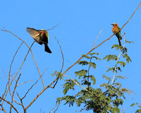 White-fronted bee eater - Lower Zambezi