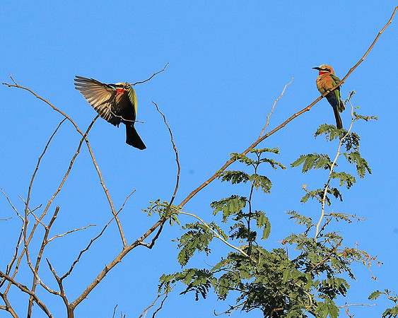 White-fronted bee eater - Lower Zambezi