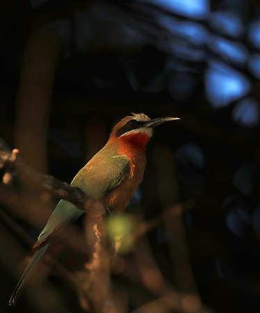 Whire-fronted bee eater - South Luangwa
