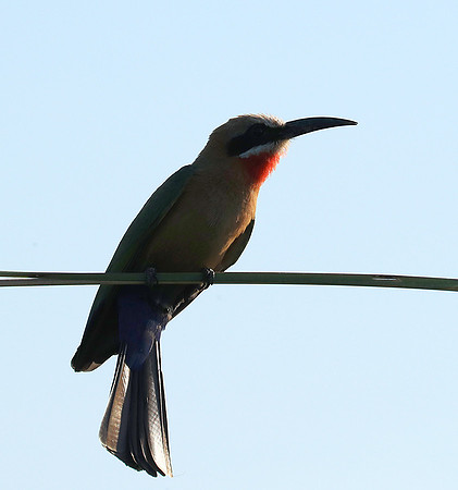 White-fronted bee eater - Lower Zambezi