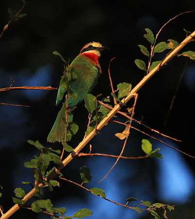 Whire-fronted bee eater - South Luangwa