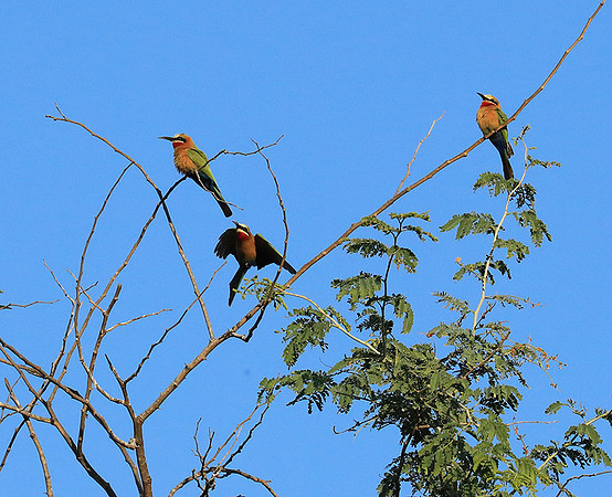 White-fronted bee eater - Lower Zambezi