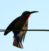 White-fronted bee eater - Lower Zambezi
