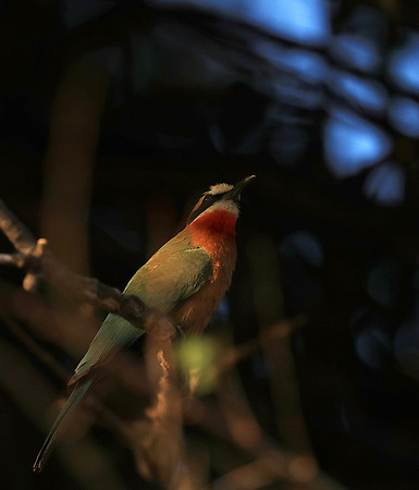 Whire-fronted bee eater - South Luangwa