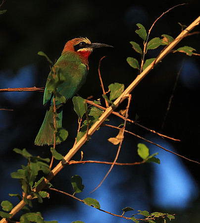Whire-fronted bee eater - South Luangwa
