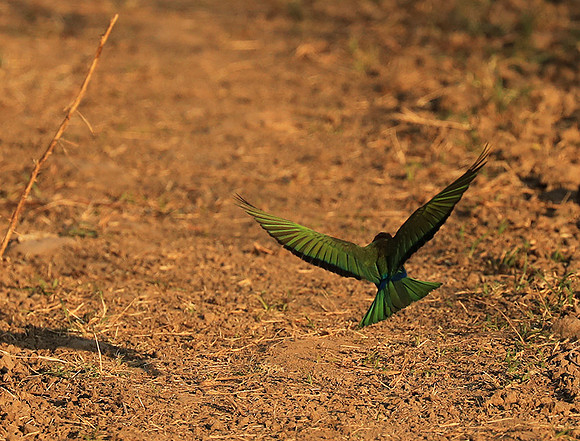 Whire-fronted bee eater - South Luangwa