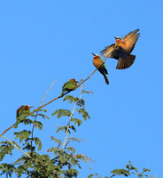 White-fronted bee eater - Lower Zambezi