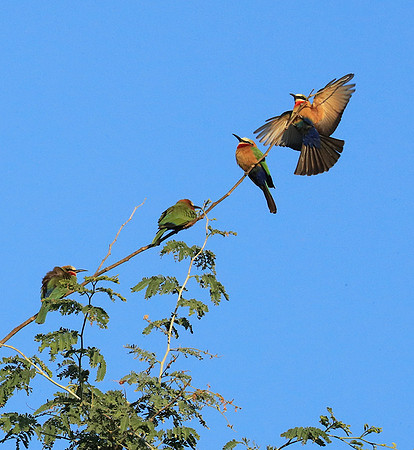White-fronted bee eater - Lower Zambezi