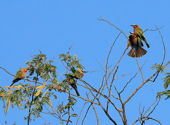 White-fronted bee eater - Lower Zambezi