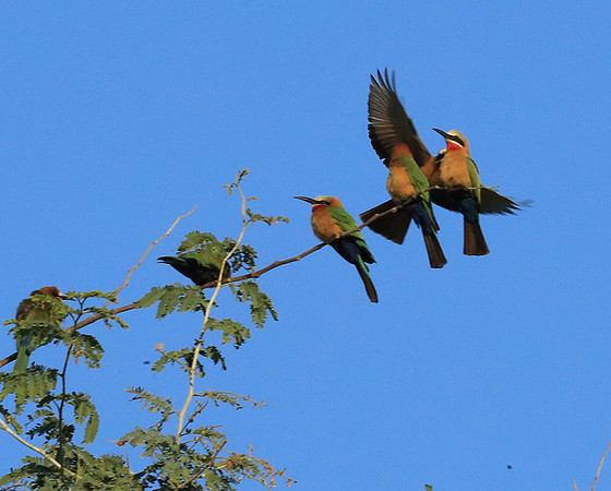 White-fronted bee eater - Lower Zambezi