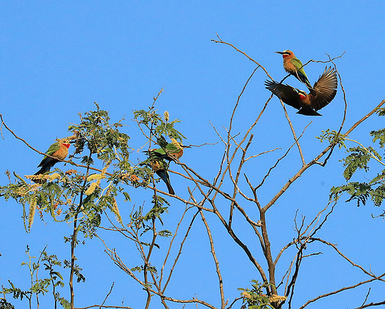 White-fronted bee eater - Lower Zambezi