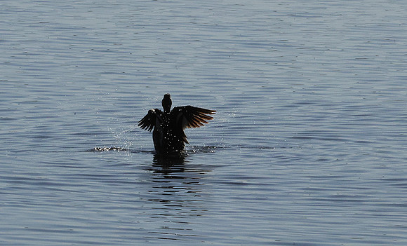 Cape teals - Hwange NP