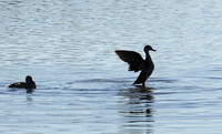 Cape teals - Hwange NP