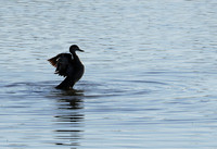 Cape teals - Hwange NP