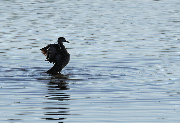 Cape teals - Hwange NP