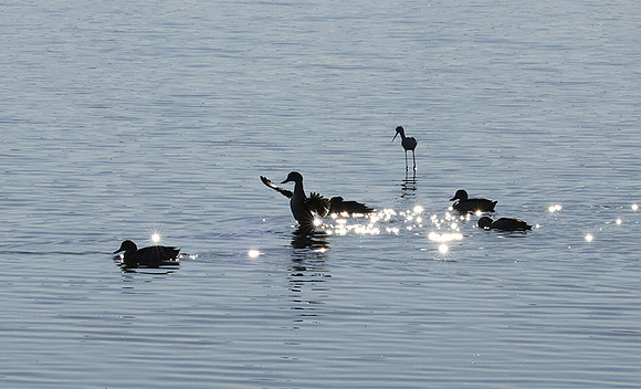 Cape teals - Hwange NP
