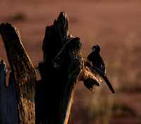 African pied wagtail - kariba