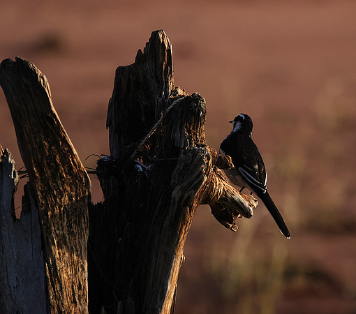 African pied wagtail - kariba