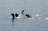 Cape teals - Hwange NP