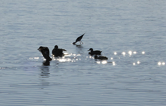 Cape teals - Hwange NP