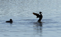 Cape teals - Hwange NP