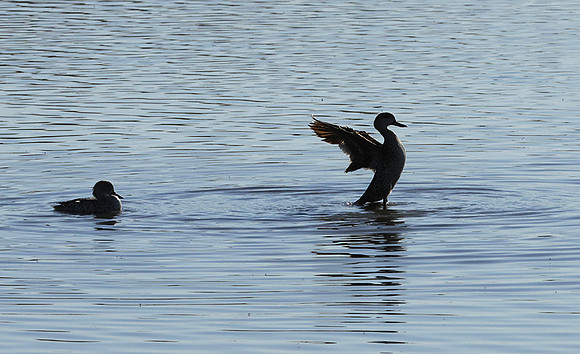 Cape teals - Hwange NP