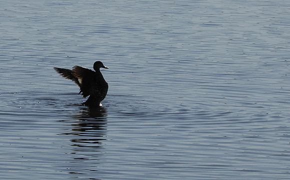Cape teals - Hwange NP