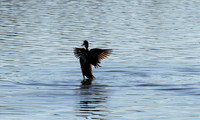 Cape teals - Hwange NP