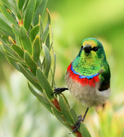 Southern double-collared sunbird