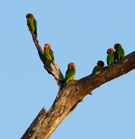 Southern Luangwa