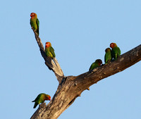 Southern Luangwa