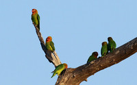 Southern Luangwa