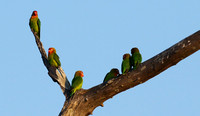 Southern Luangwa