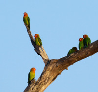 Southern Luangwa