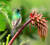 Southern double-collared sunbird