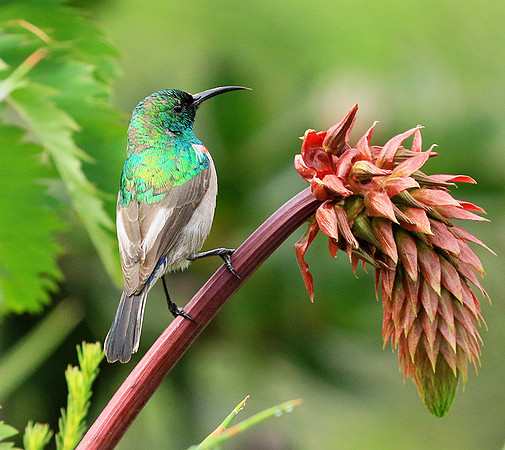 Southern double-collared sunbird