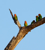 Southern Luangwa