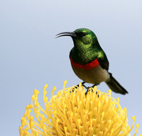 Southern double-collared sunbird