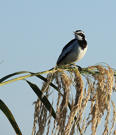 African pied wagtail - Lower Zambezi