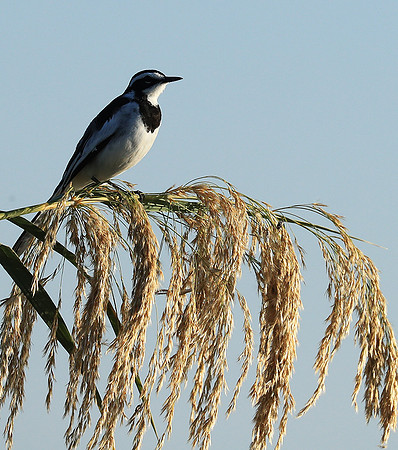 African pied wagtail - Lower Zambezi