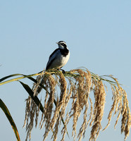 African pied wagtail - Lower Zambezi