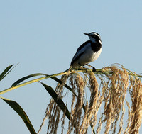 African pied wagtail - Lower Zambezi
