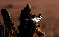 African pied wagtail - kariba