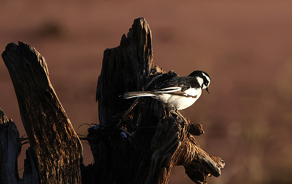 African pied wagtail - kariba