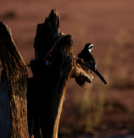 African pied wagtail - kariba